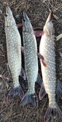 IMG_20211125_233732.jpg