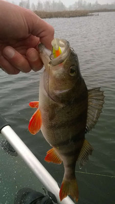 perch-800.jpg
