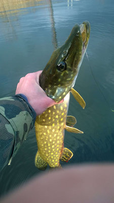 pike-800.jpg