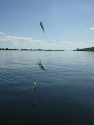 P1180340.png