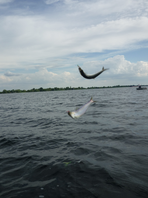 P1180348.png