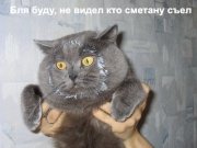 mostwanted655a35bf738c4a6b87ae330ba80fa884_34.jpg