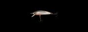 small-shad.jpg