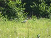 IMG_8664_1.JPG