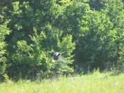 IMG_8665_1.JPG