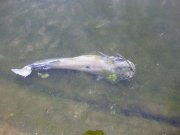 IMG_1590.JPG