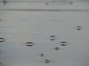 P1010243.jpg