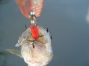 DSC04301.jpg