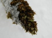 DSCN7630_изменить размер.JPG