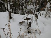 DSCN7659_изменить размер.JPG