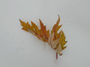 DSCN7665_изменить размер.JPG