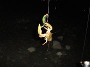 IMG_0286.jpg