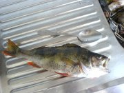DSC00578.JPG