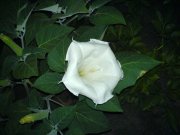 DSC00614.JPG