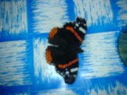DSC00677.JPG
