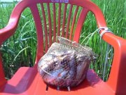 Photo-0384.jpg