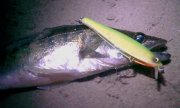 IMAG0168.jpg