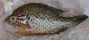 fish.jpg