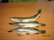 IMG_2877.jpg