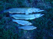 DSC00276.JPG