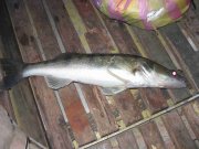 IMG_8945_1.JPG