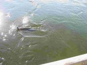 IMG_8957_1.JPG