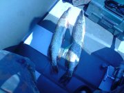 DSC00298.JPG
