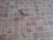 DSC00435.JPG