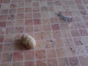 DSC00436.JPG