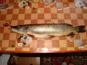 DSC04803.jpg