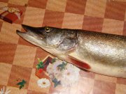 DSC04802.jpg