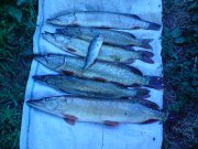 DSC00305.JPG