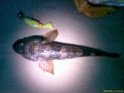 IMAG0179.jpg