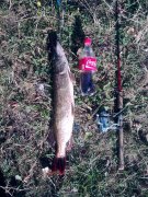 pike0.jpg