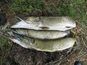 IMG_0190.jpg