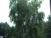 DSC00530.JPG