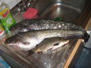 IMG_2072.jpg