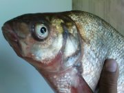 DSC00579.JPG