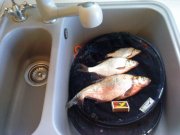 DSC00156.JPG