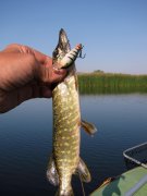 IMG_0275.jpg