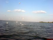 DSC00895.jpg
