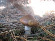 IMG_5130.jpg