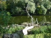 DSC00468.JPG