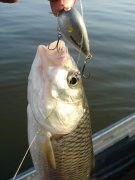 DSC04629.jpg