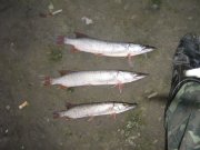 IMG_2075.jpg