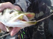 DSC00271.jpg