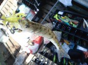 DSC04687.jpg