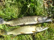 DSC02910.JPG