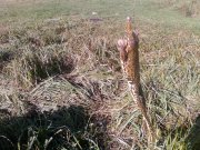 Photo-0004.jpg