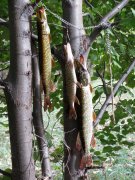 IMG_04191.jpg